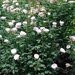 バラ クィーン オブ スウェーデン（Queen of Sweden）｜花の手帖のバラ図鑑