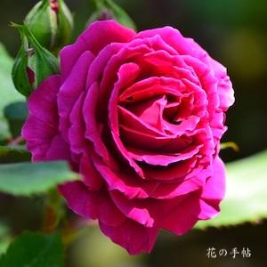 バラ　クイーンオブベッターズ（Queen of Bedders）｜花の手帖のバラ図鑑