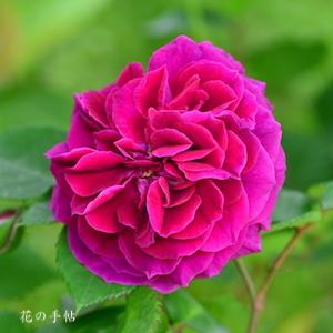 バラ　クイーンオブベッターズ（Queen of Bedders）｜花の手帖のバラ図鑑