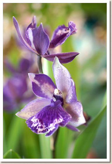 ジゴニシア ロカブルーネ マダムバタフライ