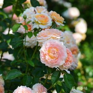 バラ クィーン ネフェルティティ（ROSE　Queen Nefertiti）｜花の手帖のバラ図鑑