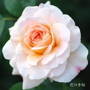 バラ クィーン ネフェルティティ（ROSE　Queen Nefertiti）｜花の手帖のバラ図鑑