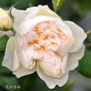 バラ　クイーン オブ ジ エルブス（Queen of the Elves）｜花の手帖のバラ図鑑