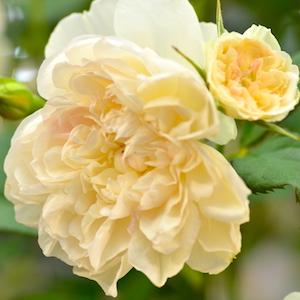 バラ　クイーン オブ ジ エルブス（Queen of the Elves）｜花の手帖のバラ図鑑