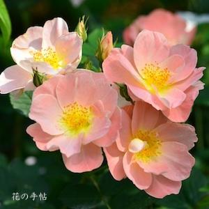 バラ　レイチェル ボウズ ライアン（Rachel Bowes Lyon）｜花の手帖のバラ図鑑