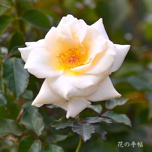 バラ　レーシーレディ｜花の手帖のバラ図鑑