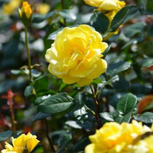 バラ　ラディアントパフューム（Radiant Perfume）｜花の手帖のバラ図鑑