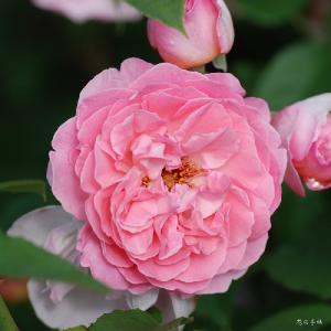 バラ　ラジオタイムス（Radio Times）｜花の手帖のバラ図鑑