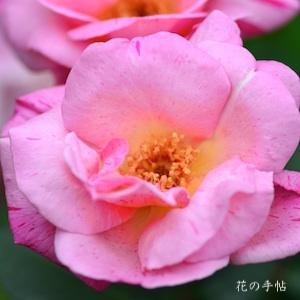 バラ　レインボー（Rainbow）｜花の手帖のバラ図鑑