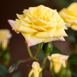 バラ　レインボーズ エンド（Rainbow's End）｜花の手帖のバラ図鑑