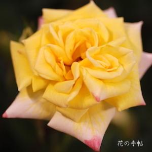 バラ　レインボーズ エンド（Rainbow's End）｜花の手帖のバラ図鑑