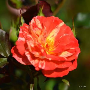 バラ　レインボーウォリアー（Rainbow Warrior）｜花の手帖のバラ図鑑