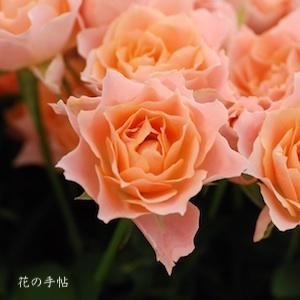 バラ　レイボー ウェーブ（Rainbow Wave）｜花の手帖のバラ図鑑