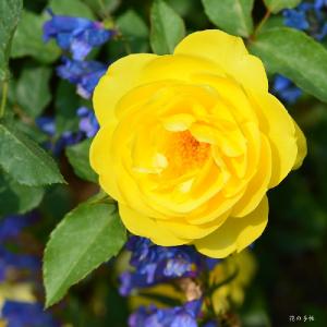 バラ　ラムのつぶやき｜花の手帖のバラ図鑑