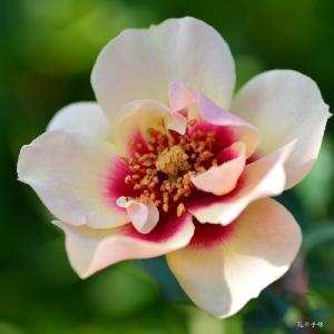 バラ　ラルサバビロン（Rarsa Babylon）｜花の手帖のバラ図鑑