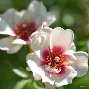 バラ　ラルサバビロン（Rarsa Babylon）｜花の手帖のバラ図鑑