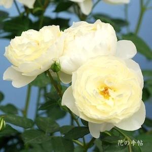 バラ　ラ リュー｜花の手帖のバラ図鑑