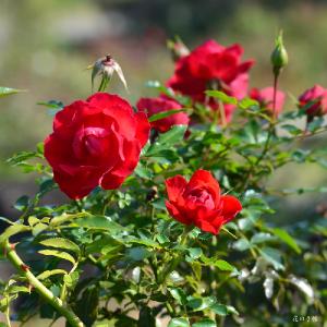 バラ　ラズベリーロイヤル（Raspberry Royal）｜花の手帖のバラ図鑑