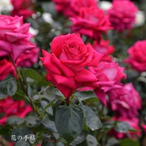 バラ　レッドデビル｜花の手帖のバラ図鑑