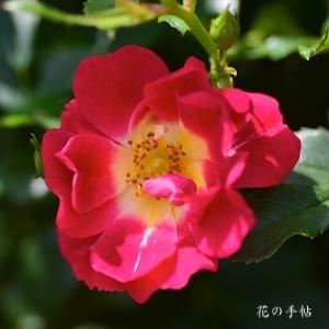 バラ　レッドドリフト（Red Drift）｜花の手帖のバラ図鑑