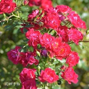 バラ　レッドドリフト（Red Drift）｜花の手帖のバラ図鑑