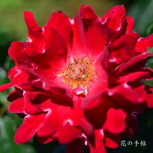 バラ　レッドレディラッフル｜花の手帖のバラ図鑑