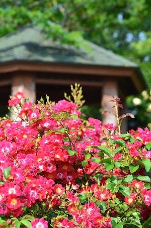 バラ　レッド メイディランド｜花の手帖のバラ図鑑