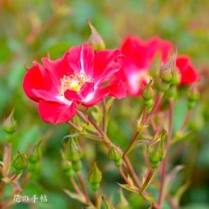 バラ　レッド メイディランド｜花の手帖のバラ図鑑
