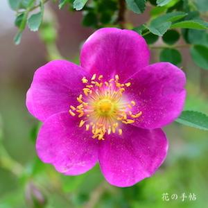 バラ　レッドネリー｜花の手帖のバラ図鑑
