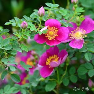 バラ　レッドネリー｜花の手帖のバラ図鑑