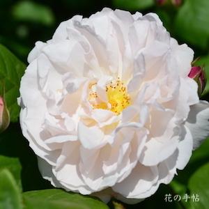 バラ　ルドゥーテ（Redoute）｜花の手帖のバラ図鑑