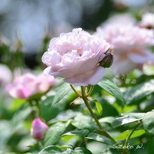 バラ　ルドゥーテ（Redoute）｜花の手帖のバラ図鑑