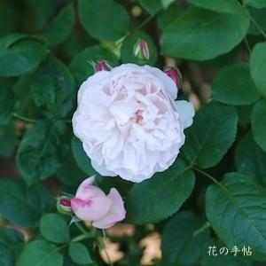 バラ　ルドゥーテ（Redoute）｜花の手帖のバラ図鑑