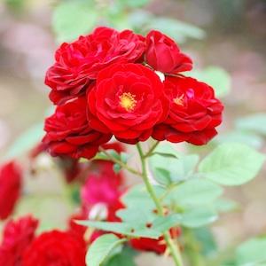 バラ　レッド ピノキオ｜花の手帖のバラ図鑑