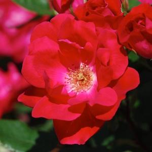 バラ　レッドシンプリシティ｜花の手帖のバラ図鑑