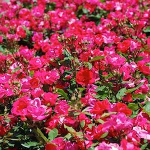 バラ　レッドシンプリシティ｜花の手帖のバラ図鑑