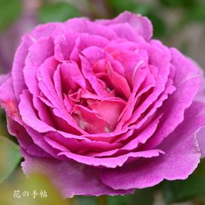バラ　｜花の手帖のバラ図鑑