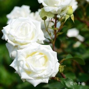 バラ　レジナ パシス（Regina Pacis）｜花の手帖のバラ図鑑