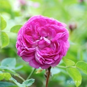 バラ　レーヌ デ バイオレット（Reine des Biolettes）｜花の手帖のバラ図鑑