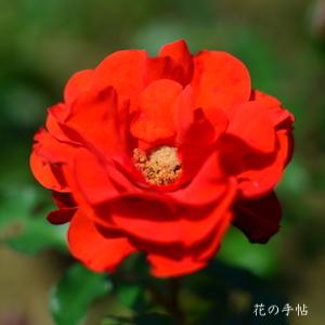 バラ　リメンブランス（Remembrance）｜花の手帖のバラ図鑑