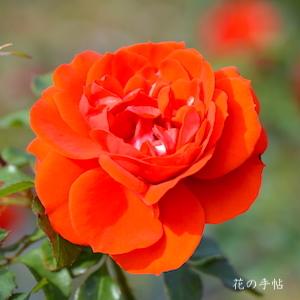 バラ　リメンブランス（Remembrance）｜花の手帖のバラ図鑑