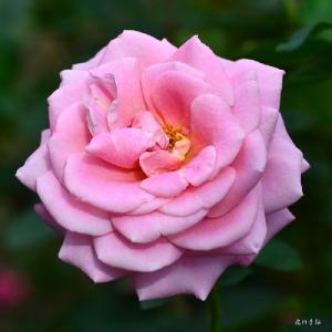 バラ　ランデブー（Rendez-vous）｜花の手帖のバラ図鑑