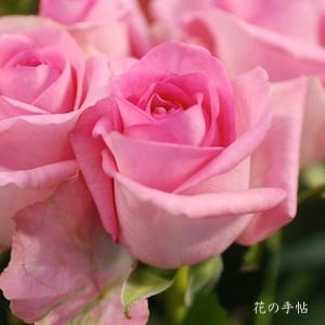 バラ　リバイバル（Revival）｜花の手帖のバラ図鑑