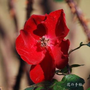 バラ　ロブスタ（Robusta）｜花の手帖のバラ図鑑