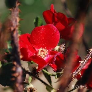 バラ　ロブスタ（Robusta）｜花の手帖のバラ図鑑