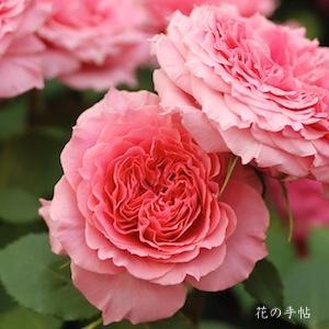 バラ　ローズ コロナ（Rose Corona）｜花の手帖のバラ図鑑