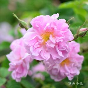 バラ　ローズ ドゥ メイ｜花の手帖のバラ図鑑