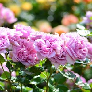 バラ　ローズ ポンパドール（Rose Pompadour）｜花の手帖のバラ図鑑