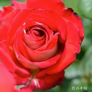 バラ　ロージー オドネル（Rosie O'Donnell）｜花の手帖のバラ図鑑