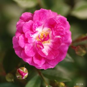 バラ　ルーレッティ（Rouletii）｜花の手帖のバラ図鑑